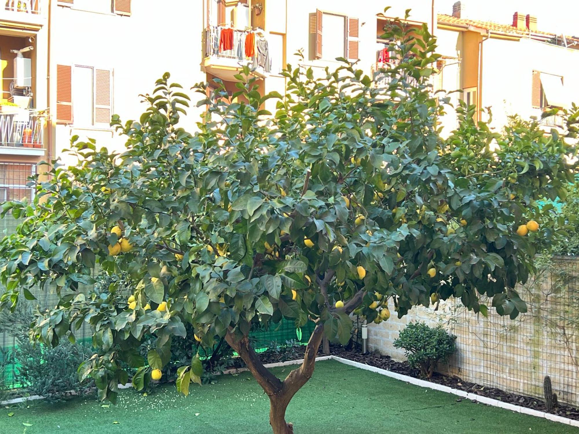 Casa Paestum. Your wonderful garden in Rome Buitenkant foto